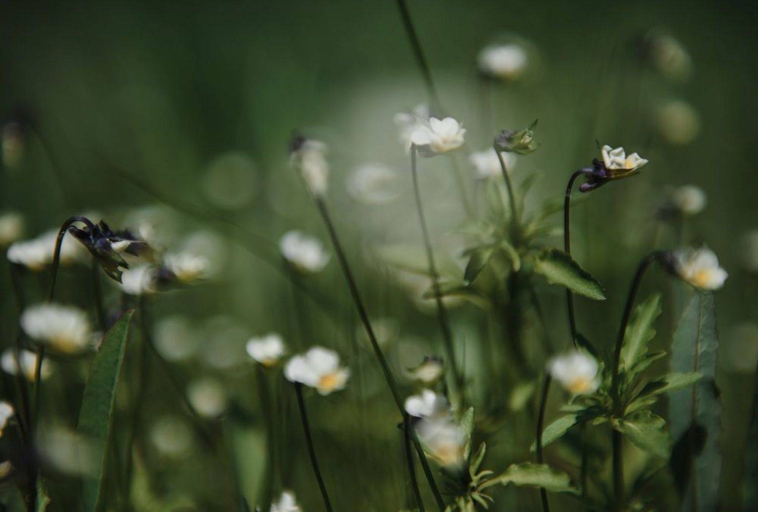 , Федорова Елена