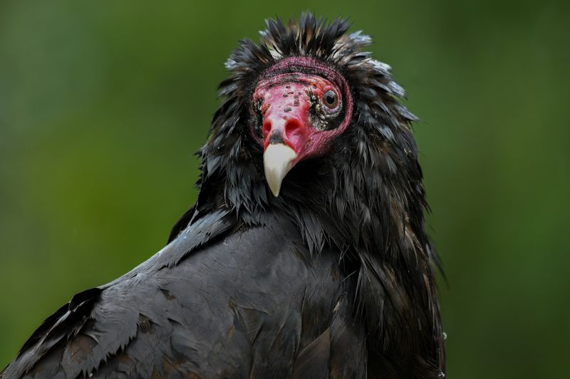 bird Improbable portraitphoto preview