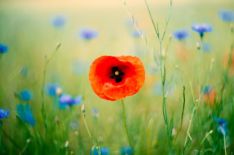 Common poppy, flowers, wildlife, macro Common poppyphoto preview