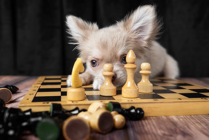 собака, животное Шахматистphoto preview