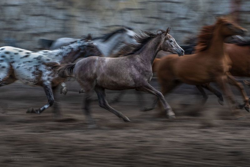 #konieczystejkrwiarabskiej #stadnina #zootechnicalphotos #michałów #polishnanationalarabianhorseshow #jarosławsokołowski #prideofpolandsummerarabianhorsesale  #polskiearaby #koniearabskie #araby #wyścigikonne #janówpodlaski #hodowlakoni #arabianhorses #eq W tabuniephoto preview