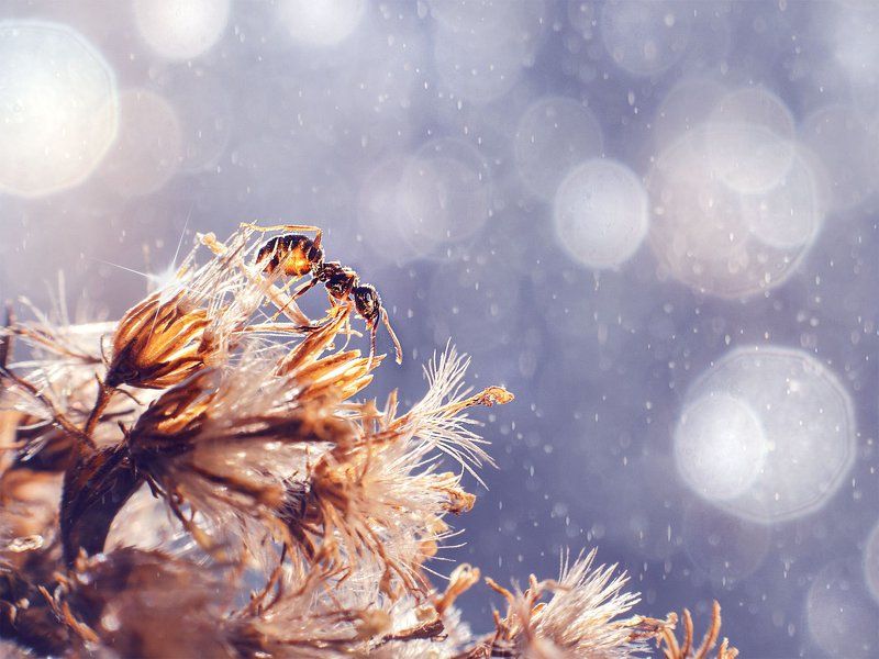 макро, макрофотография, боке, гелиос, bokeh, macro, topmacro, nature, ant, sun Солнечный деньphoto preview