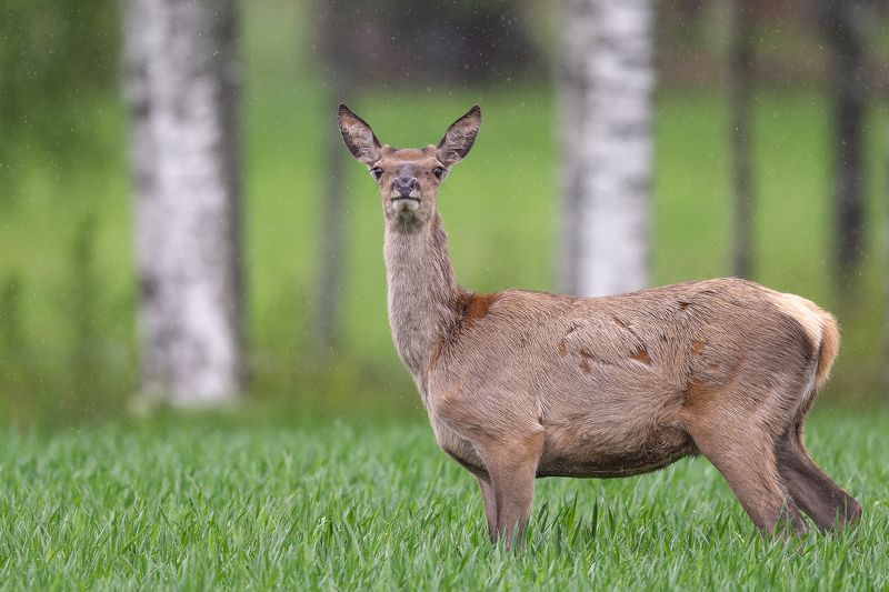 Briezu telsphoto preview