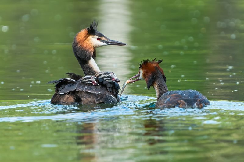 природа, птицы, чомга, большая поганка Обед у семьи чомгphoto preview