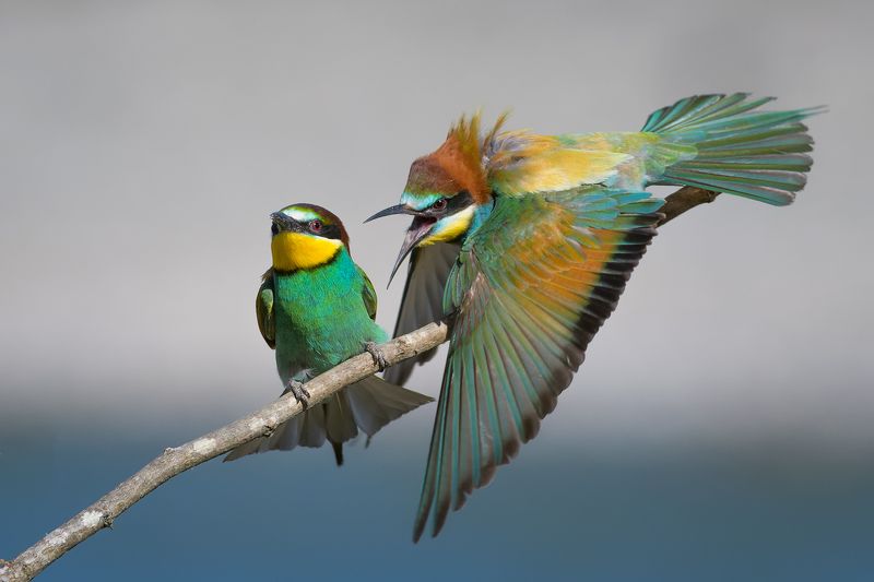 She is very angryphoto preview