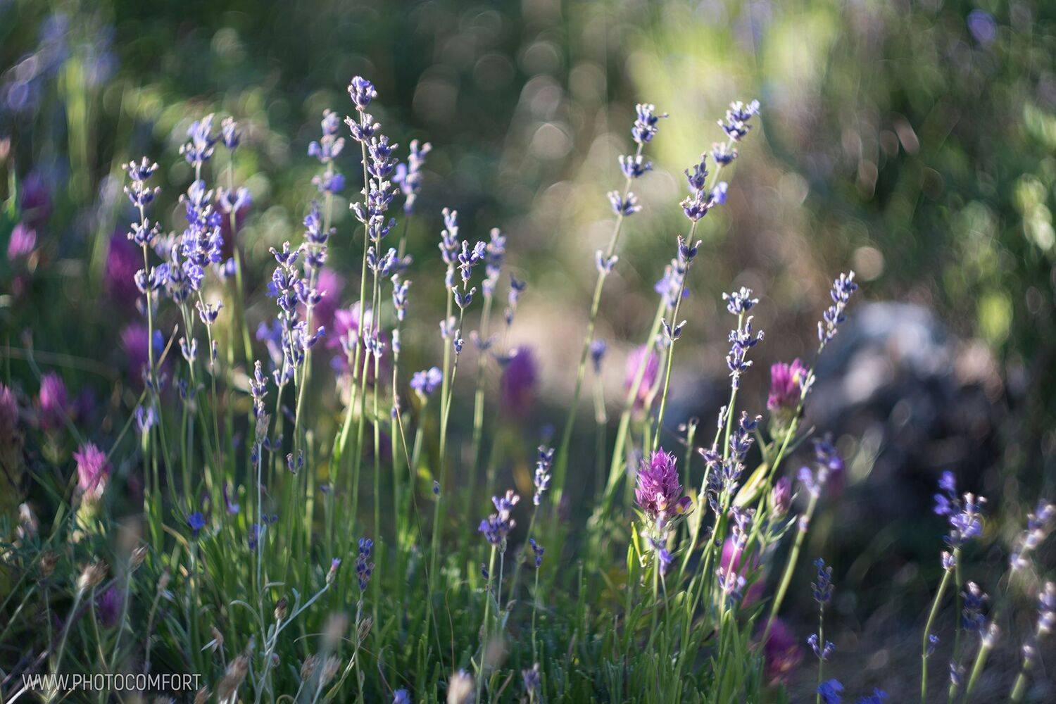 , Елена Ковригина