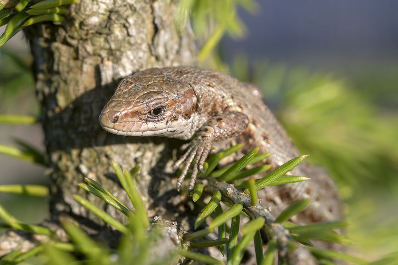 Ящер уральскийphoto preview