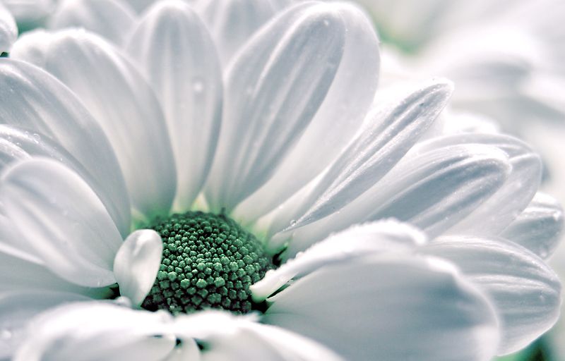 цветы, белый, хризантема Утреннееphoto preview