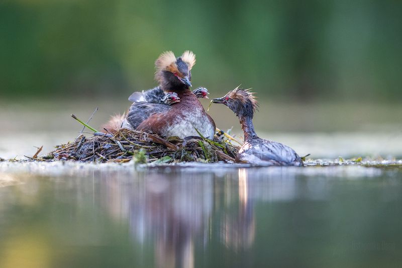красношейная поганка, птенец Семейный ужинphoto preview