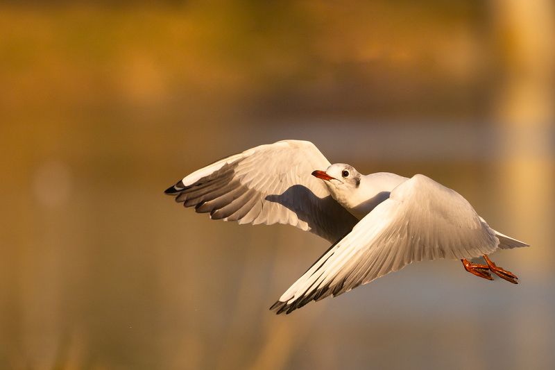 Gull фото превью