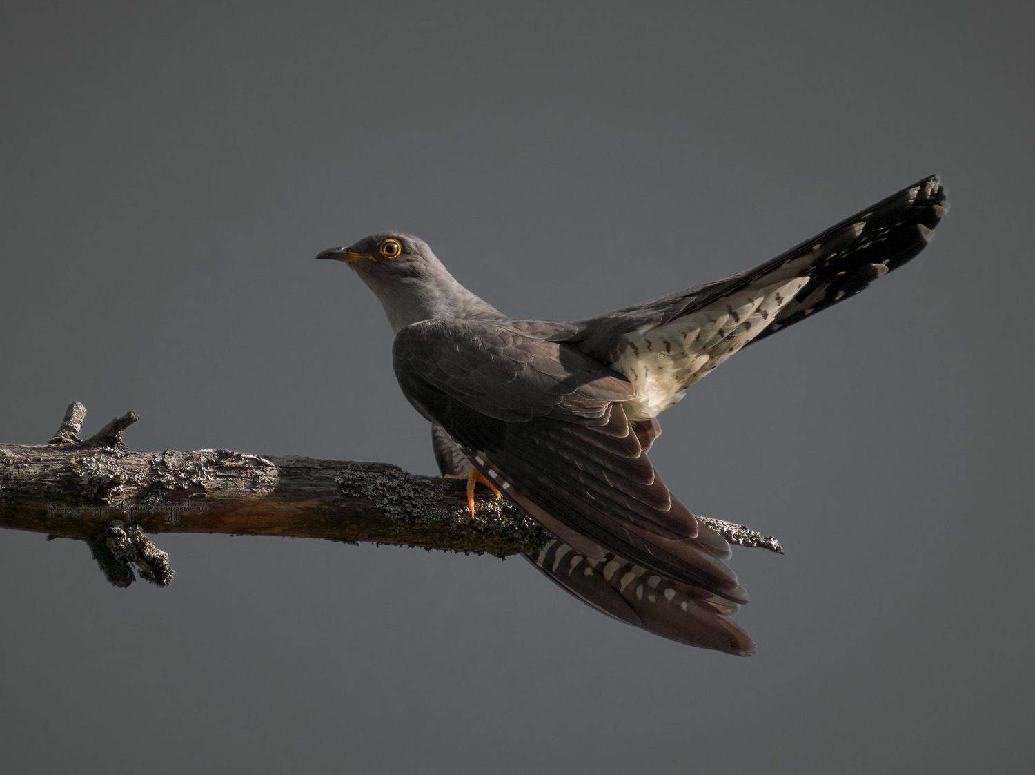 кукушка, кукушка обыкновенная, ку-ку, cuculus canorus, Юрий Андреев