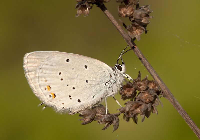 макро, бабочка ***photo preview