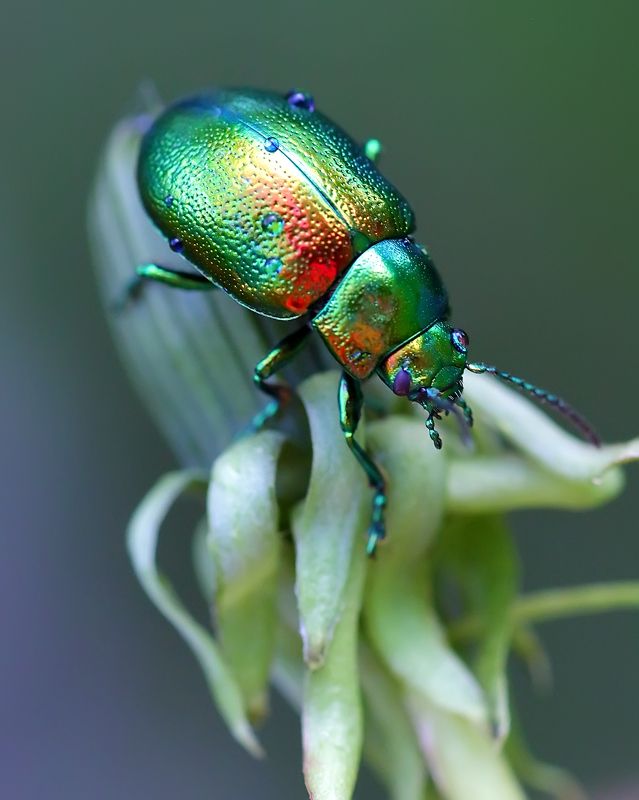 Листоедphoto preview