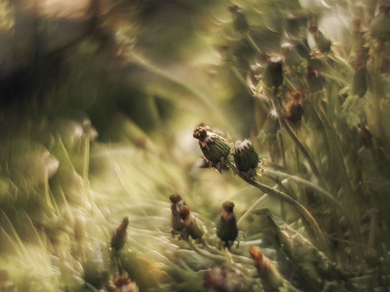 одуванчик, лето, макро, природа, боке, гелиос, helios, macro, nature, summer, flowers Летний ковёрphoto preview