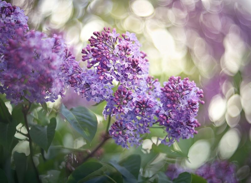 Сиреньphoto preview