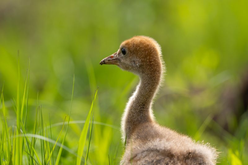 Jauna dzervephoto preview