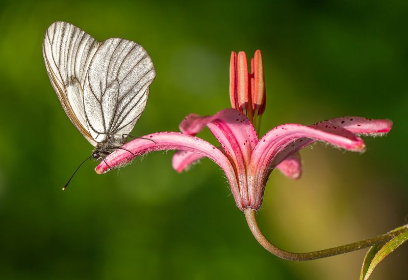 На цветкеphoto preview