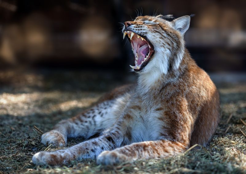 рысь, кошки Рысьphoto preview