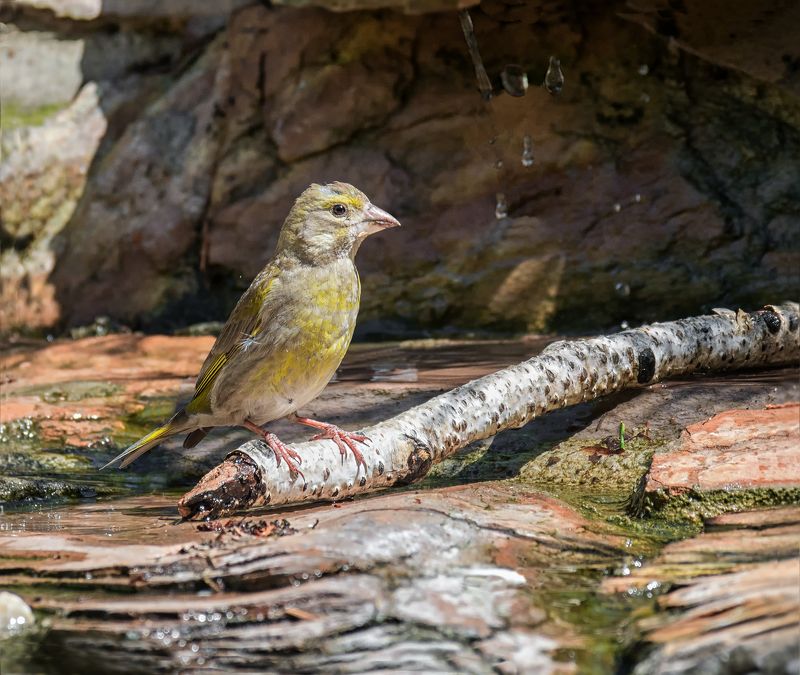 птица, зеленушка, самка, слёток, вода, жара, лето, прохлада..photo preview