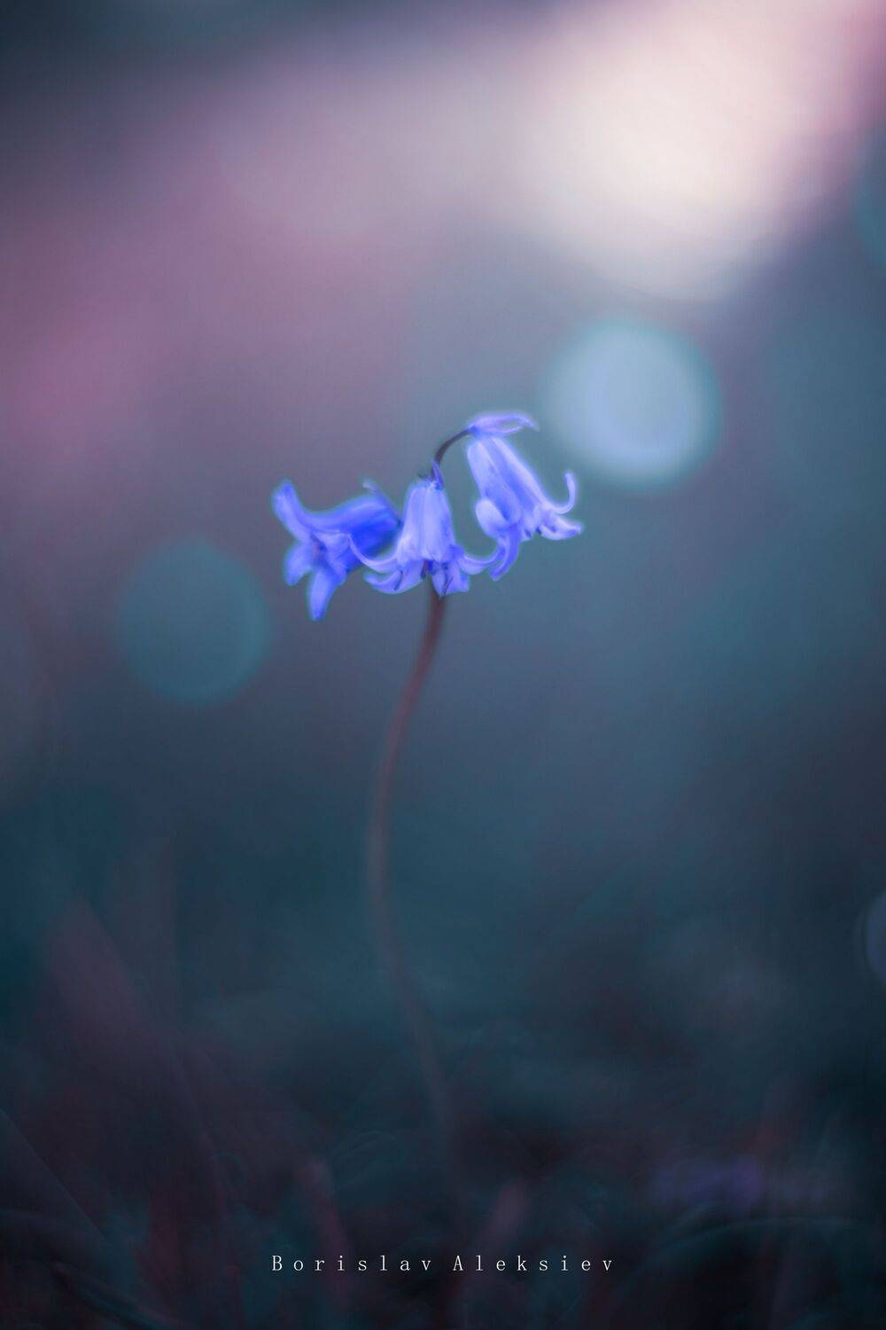 pink,blue,flower,bokeh,zenit,helios,nature,, Борислав Алексиев