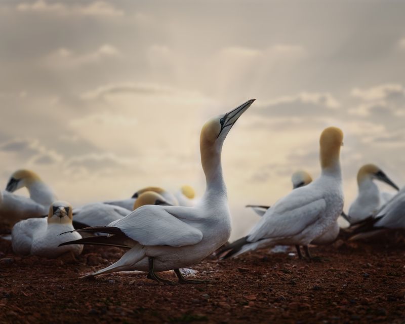 gannet, seabird, birds, sunset Gannets at Helgolandphoto preview