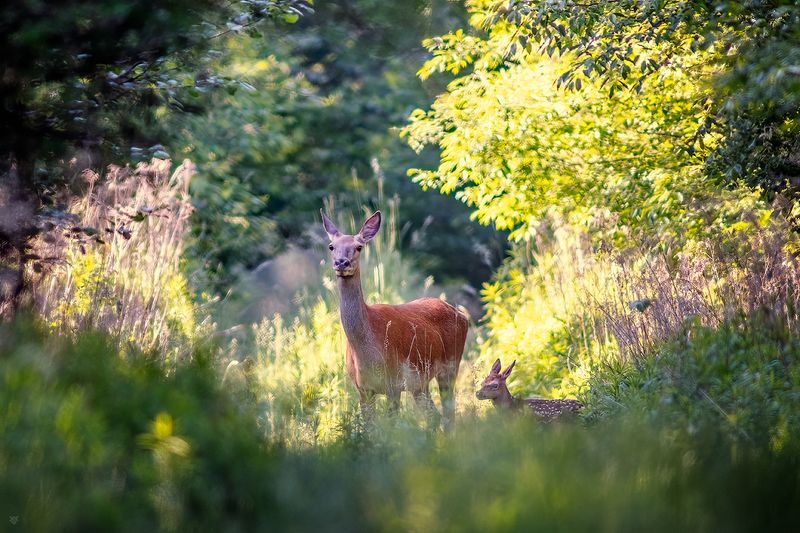 deers, animal, wildlife, forest Deersphoto preview