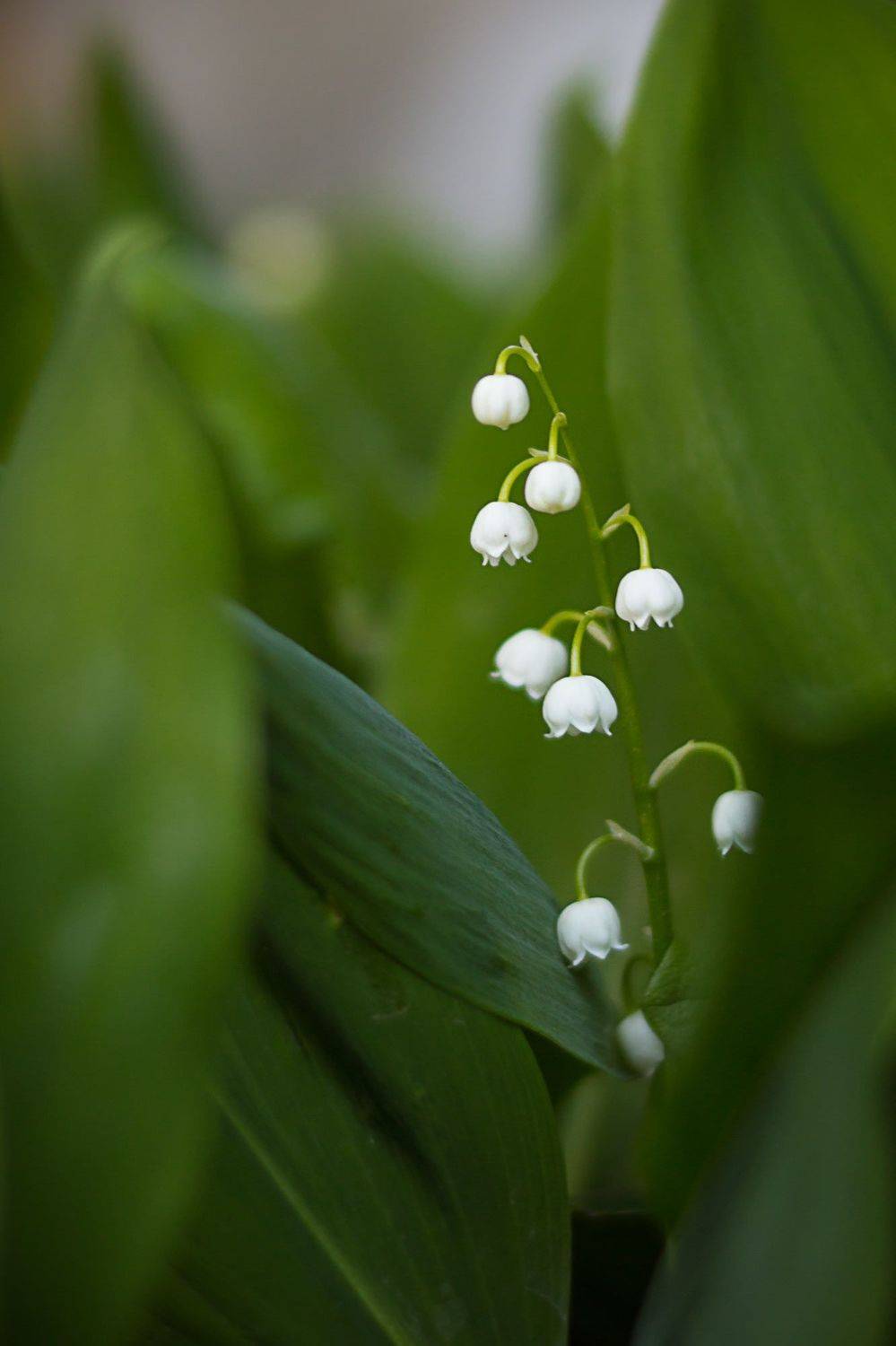 Ландыш садовый. Автор: Александр , Александр