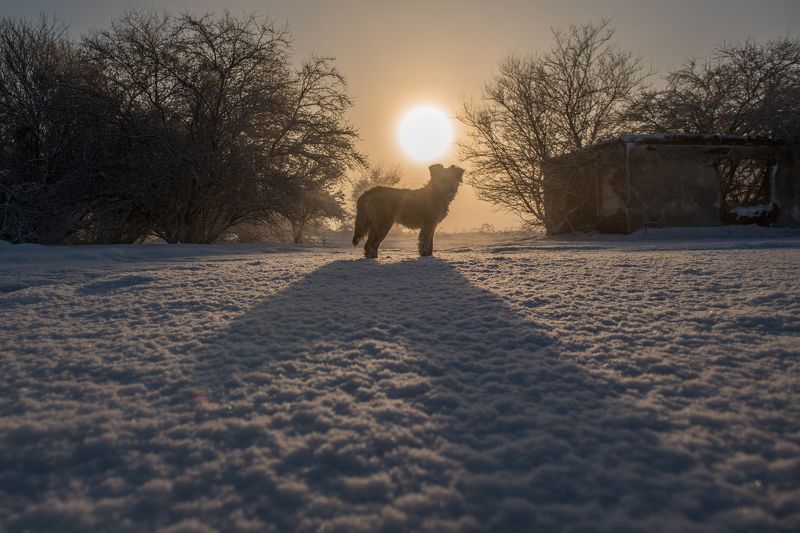 Солнце, утро, рассвет, туман, пейзаж, собака, снег, зима Зимнее утроphoto preview