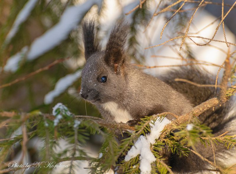 Белка Камчатка лес природа животные Лесная красавицаphoto preview