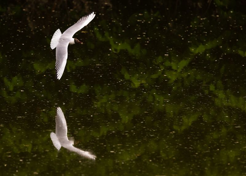 Gull фото превью