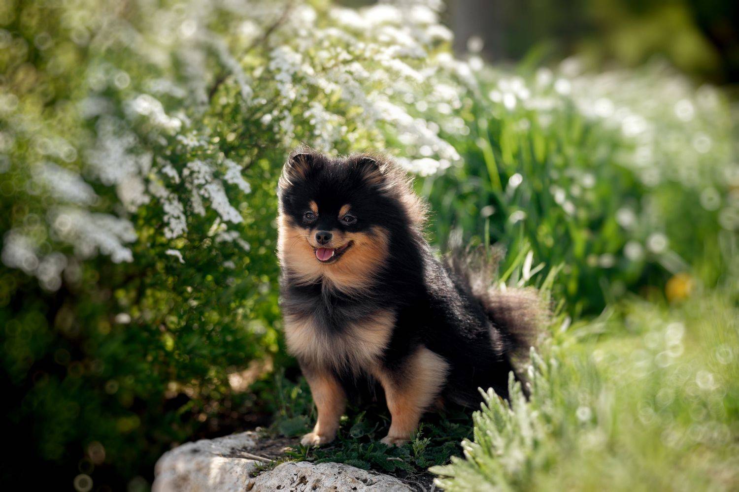 Шпиц . Автор: Коптилина Галина , Коптилина Галина