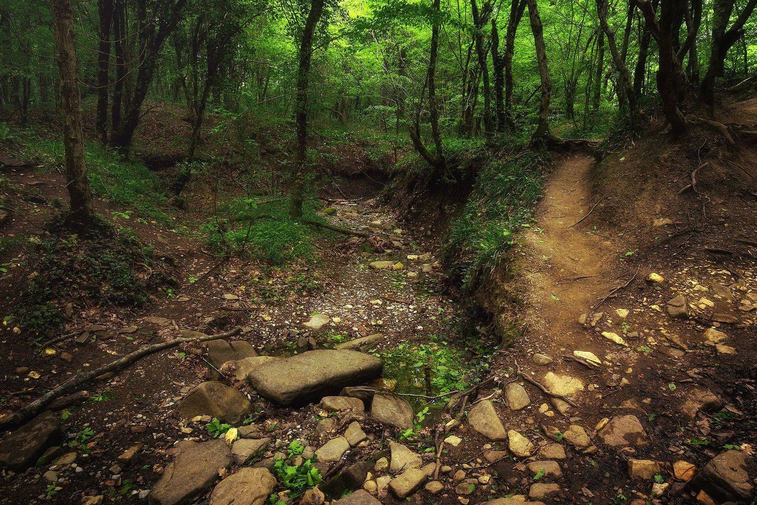 лес, юг,, Алексей Никонов