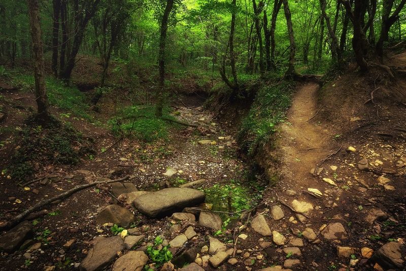 лес, юг, Внутри заповедного лесаphoto preview