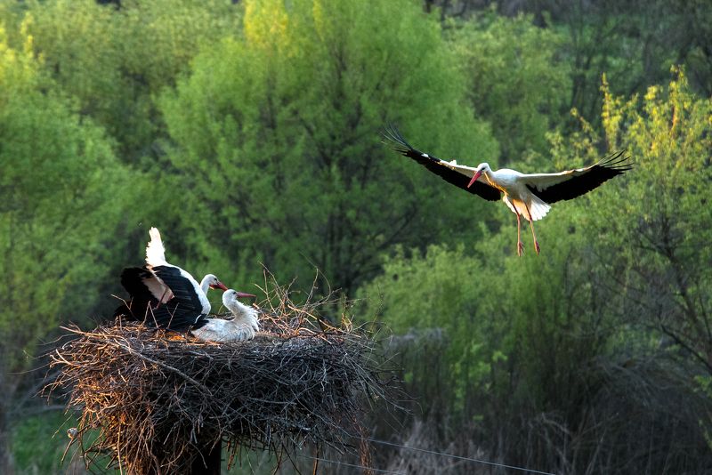 птицы аист Аистыphoto preview