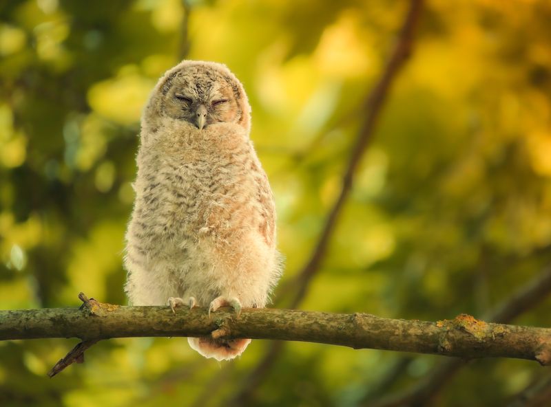 bird, birds, birdsofpray, owl, owls, forest, dusk, action, nature, wildlife, animals Little onephoto preview