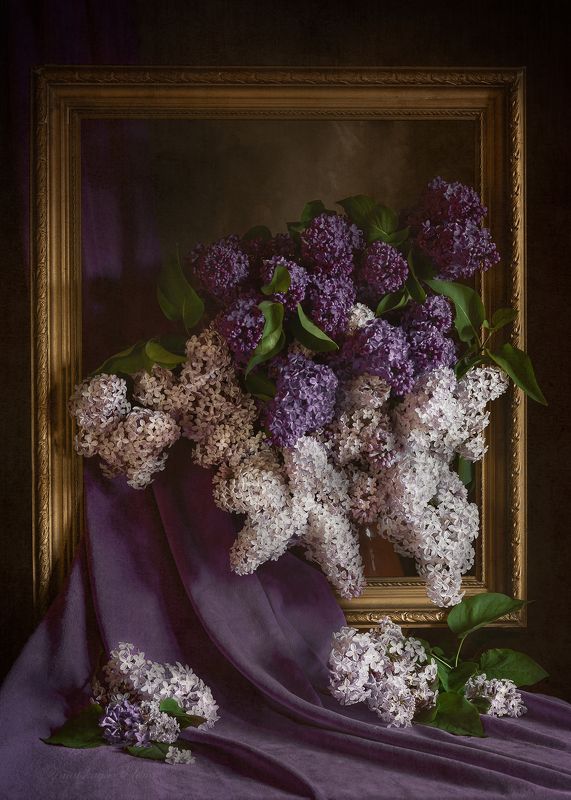 ***сиреньphoto preview