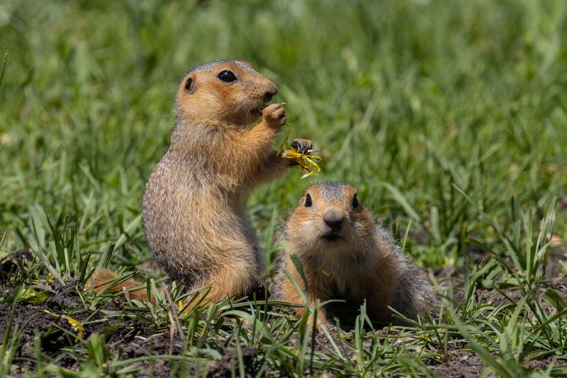 суслик Суслик фото превью