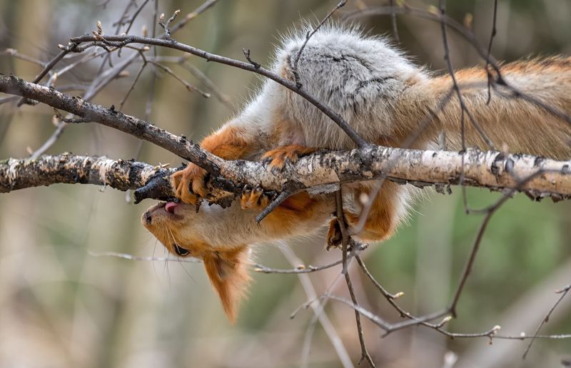 белка, кленовый сок, весна, Вкусный кленовый сок.. (весна)photo preview