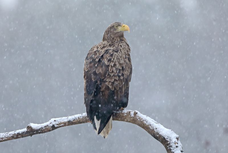 орлан. Не лётная.photo preview