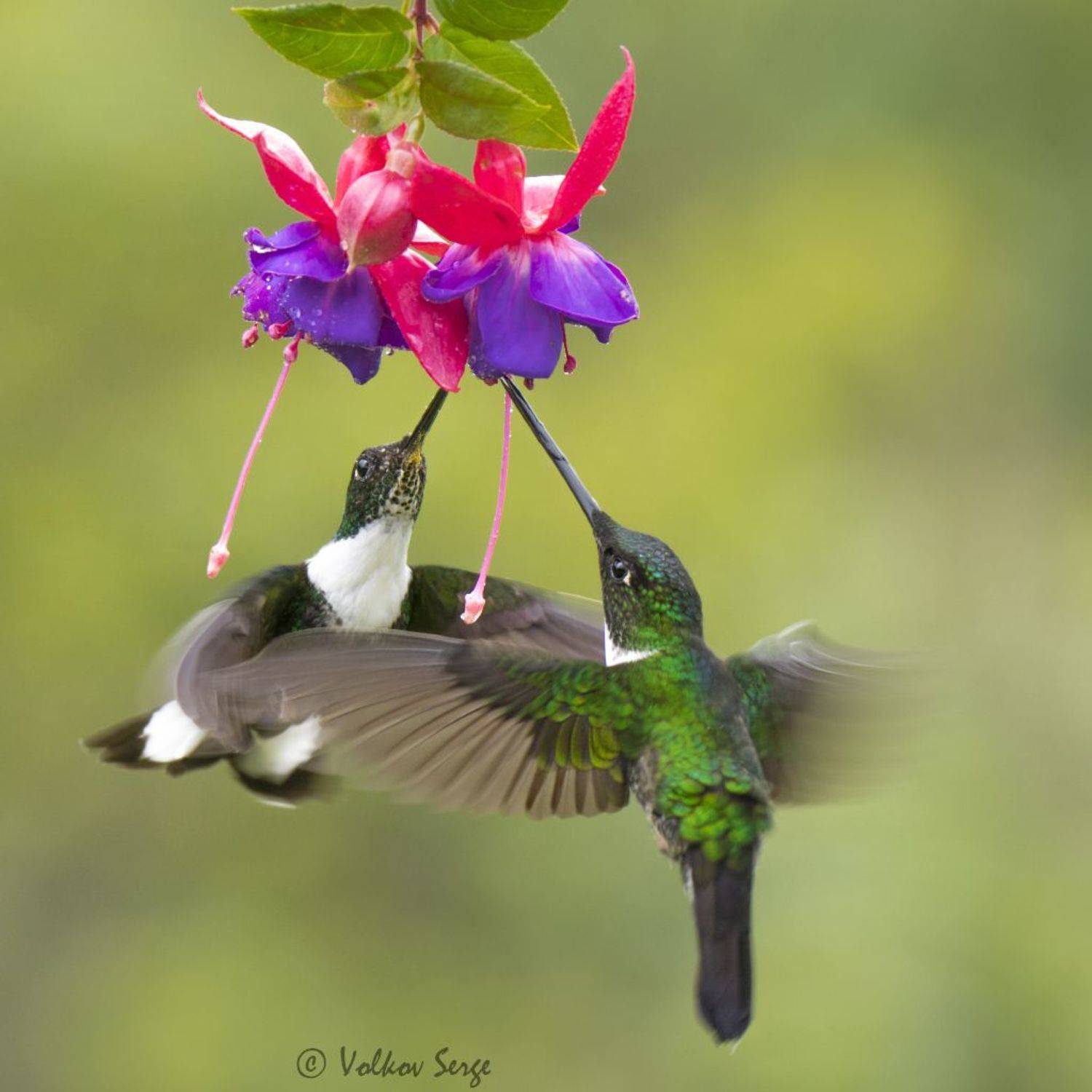 Колумбийское танго. Автор: Сергей Волков колибри, колумбмя, птицы, дикие животные, , Сергей Волков