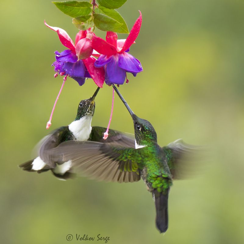 колибри, колумбмя, птицы, дикие животные,  Колумбийское тангоphoto preview