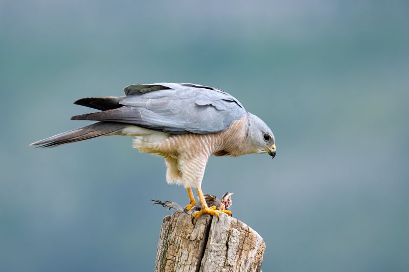 Accipiter brevipesphoto preview