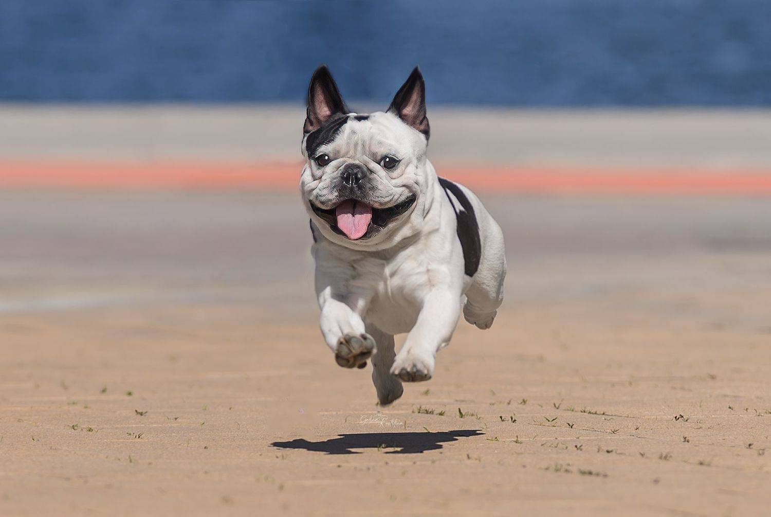 Автор: Коптилина Галина , Коптилина Галина