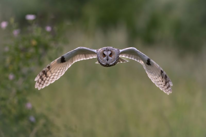 Ушастая сова (Asio otus)photo preview