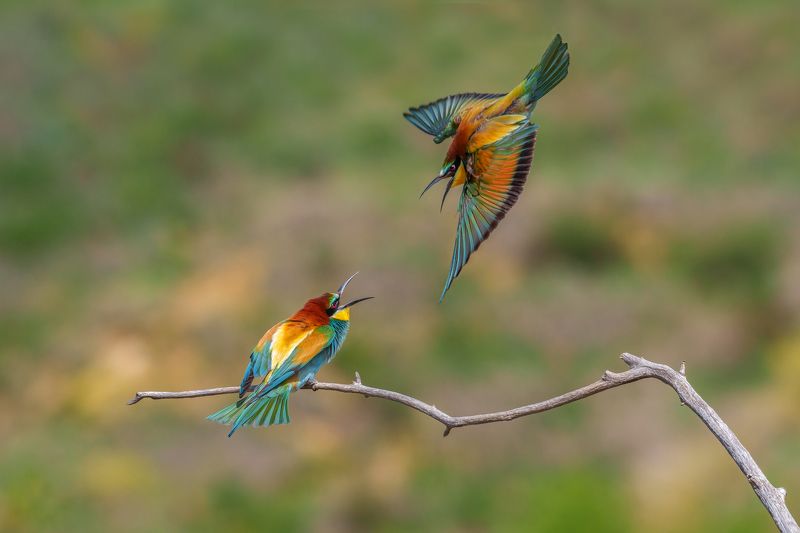 European bee-eater (Merops apiaster)...photo preview