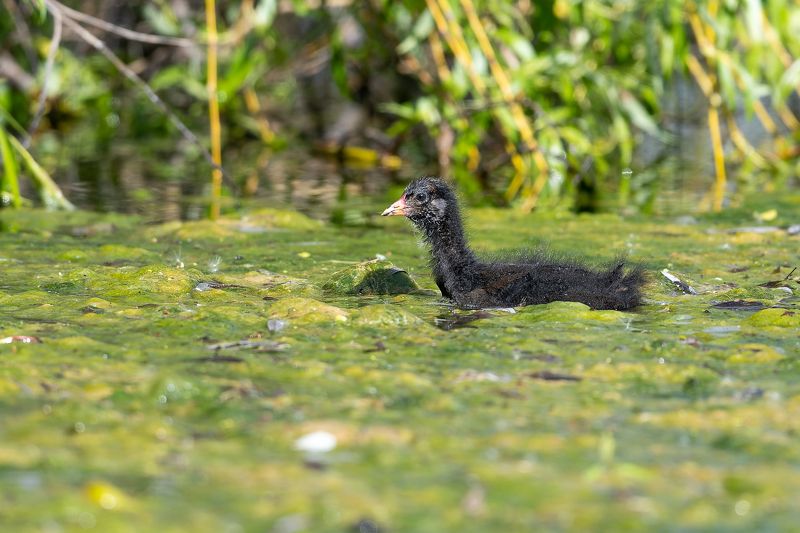 Udensvistinas mazulisphoto preview