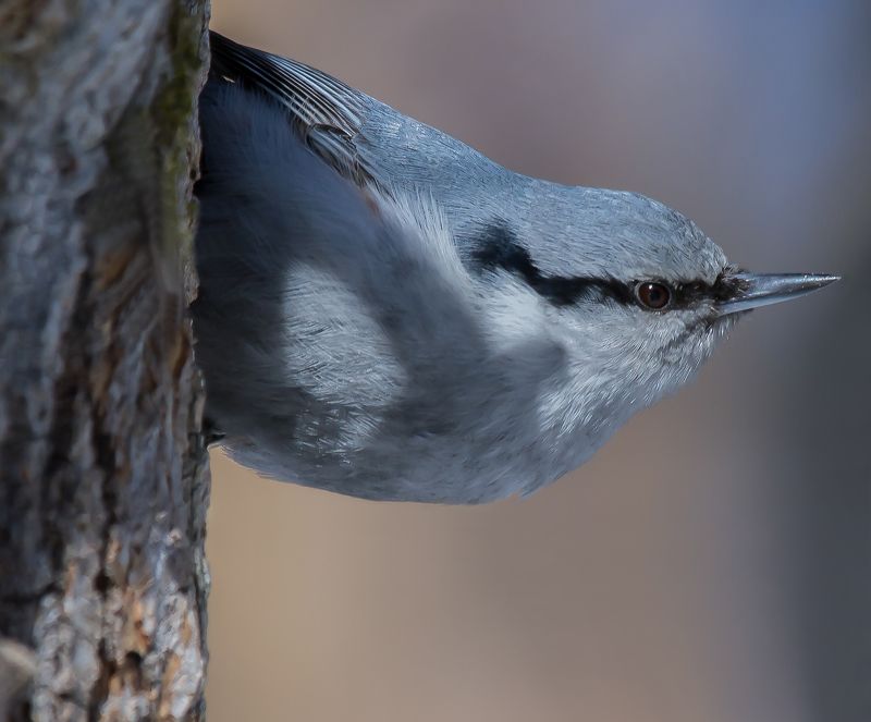 Утренний осмотрphoto preview