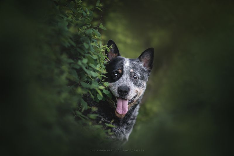 Австралийский хилерphoto preview