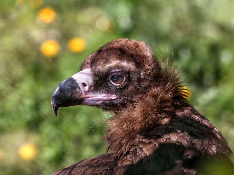 черный гриф Черный грифphoto preview