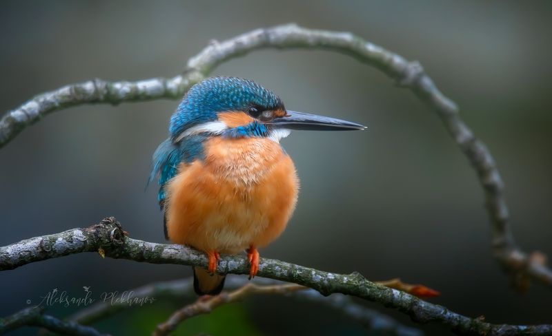 зимородок , kingfisher , wildlife Блинчикphoto preview